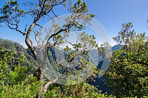 Mountain View with Levada Ribeira Frio-Portela tree in the foreg photo