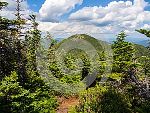 Mountain View, Overlook of Dense Maine Forest, Mahoosuc Range