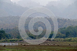 Mountain view and sheep farm