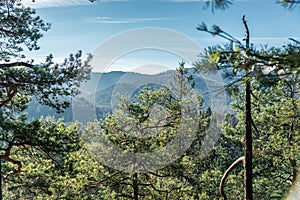 Mountain view through the trees on the whole frame