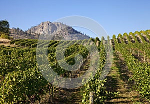 Mountain Vineyard