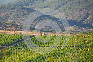 Mountain vineyards. Natural background. Rural landscape. Viniculture