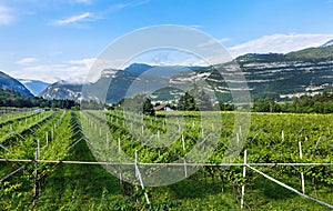 mountain vineyards in the Trento region
