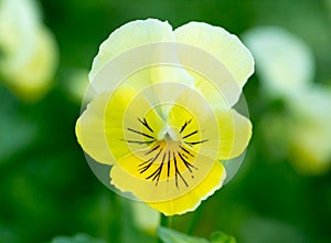 Mountain violet flower