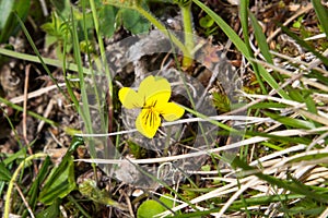 Mountain violet at Funasdalen Sweden