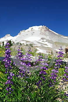 Mountain Violet lupine flowers