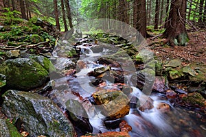 Mountain virgin forest with a swift stream