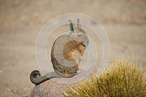 Mountain Viscacha