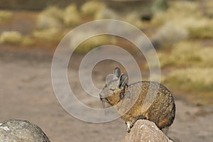 Mountain Viscacha on the Altiplano of Northern Chile