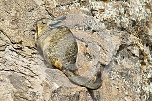 Mountain Viscacha (Lagidium viscacia)