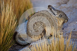 Mountain Viscacha