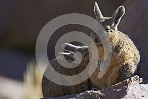 Mountain Viscacha in Lauca National Park, Chile