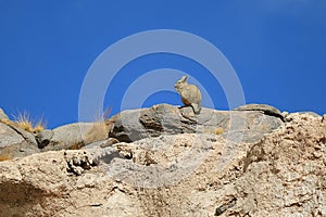 Mountain Viscacha sunbathing on the rocky hill under vibrant blue clear sky, Sur Lipez desert of Bolivia, South America