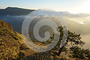 Mountain vista with tree