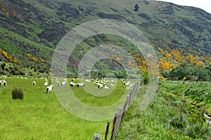 Mountain vistas and grazing sheep