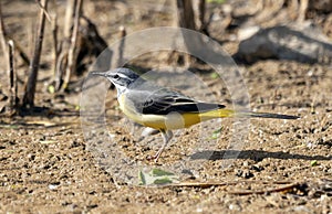 mountain wagtail on the ground preys on insects