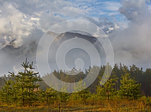 Mountain walley with pine forest  in dense clouds photo