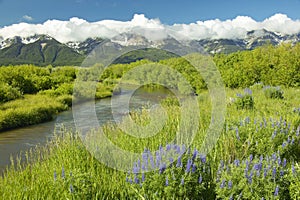 Mountain water runoff with purple lupine and mountains in Centennial Valley, near Lakeview, MT photo