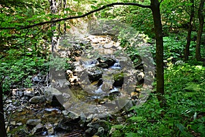 Mountain water spring flowing through rocky landscape surrounded by forest foliage.