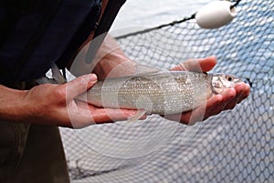 Mountain Whitefish - Beach Seining
