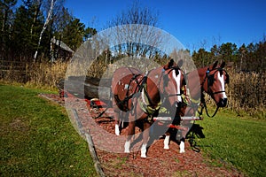 Mountain wi firemen park horse pulling a log sled