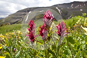 Mountain Wild Flowers Colorado photo