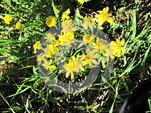 Mountain wild flowers in Colorado spring
