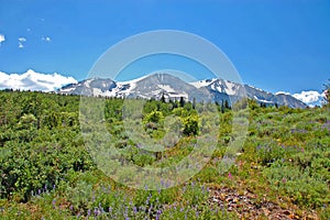 Mountain wildflower meadow