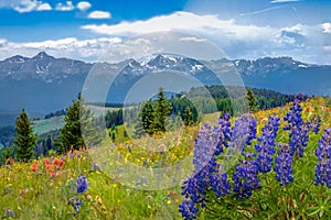 Mountain Wildflowers