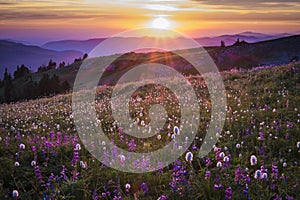 Mountain wildflowers backlit by sunset