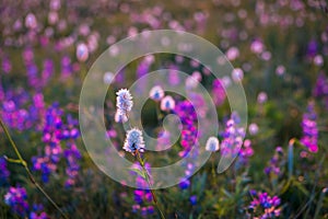 Mountain wildflowers backlit by sunset