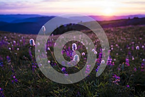 Mountain wildflowers backlit by sunset