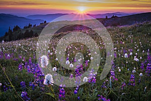 Mountain wildflowers backlit by sunset