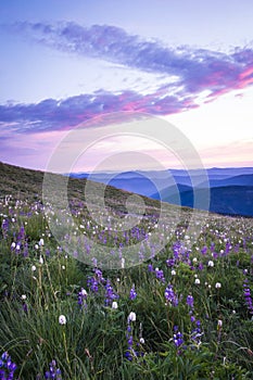 Mountain wildflowers backlit by sunset