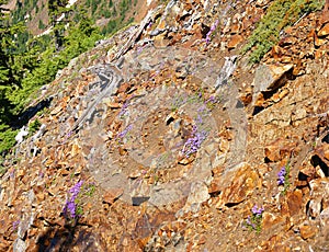 Mountain wildflowers - penstemon on dry, rocky slopes