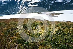 Mountain willow blossoms on Path to Trolltunga