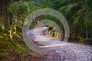 Mountain winding roadway in spring coniferous forest