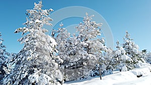 Mountain Winter forest snow scene on Divcibare, Serbia