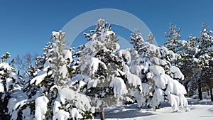 Mountain Winter snow forest scene on Divcibare, Serbia