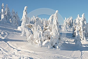 Mountain winter snow landscape. Fir trees under the snow.