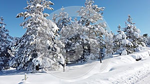 Mountain Winter snow road scene on Divcibare, Serbia