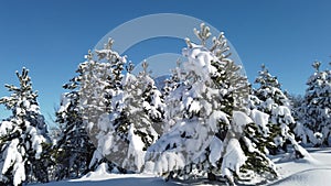Mountain Winter snow scene on Divcibare, Serbia