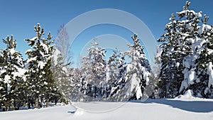 Mountain Winter snow scene on Divcibare, Serbia