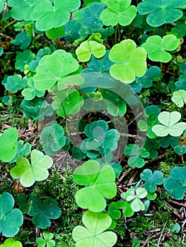 mountain woodsorrel, wood shamrock, sours and white woodsorrel.