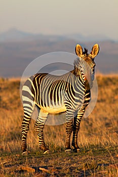 Mountain Zebra