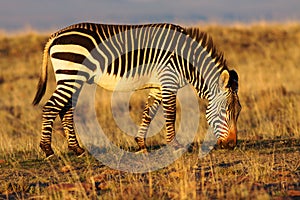 Mountain Zebra