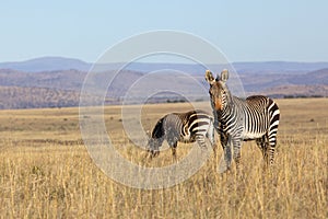 Mountain Zebra