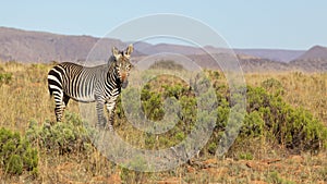 Mountain Zebra