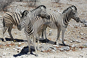 Mountain Zebra