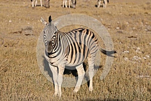 Mountain Zebra